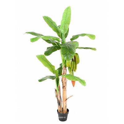 Bananier artificiel 2 troncs en pot H 180 cm  D 130 cm avec Bananes