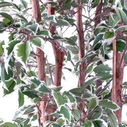 Ficus Natasja Artificiel multitroncs bois en pot H 180 cm Blanc-vert