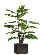 Pothos artificiel en pot 24 grandes feuilles H 120 cm