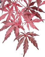 Branche Acer Erable factice 70cm 36 feuilles Bourgogne FEU RETARDANT