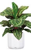 Maranta plante artificielle en pot H 55 cm très dense