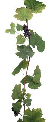 Guirlande de vigne artificielle 180 cm avec 4 grappes de raisin