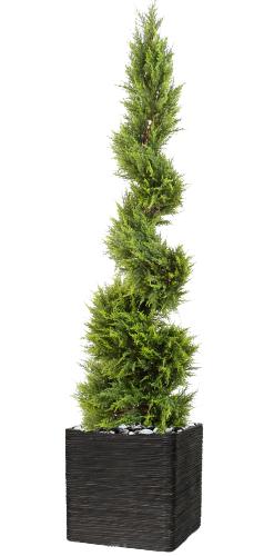 Cypres Juniperus artificiel en pot sur tronc en spirale fine H 160 cm