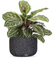Maranta plante artificielle en pot H 48 cm très dense