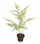 Asparagus Plumosus plante verte factice en pot H45cm trs originale