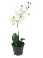 Orchidée Phalaenopsis factice en pot qualité déco H35cm Crème - BEST