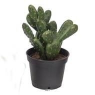 Cactées plantes artificielles lot de x3 Cactus factices en pot H8-13cm