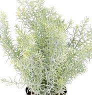 Asparagus artificiel Gris-Jaune-Vert en pot H 25 D 25 cm cm très dense