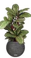 Maranta plante artificielle en pot H 104 cm très dense feuillage tissu