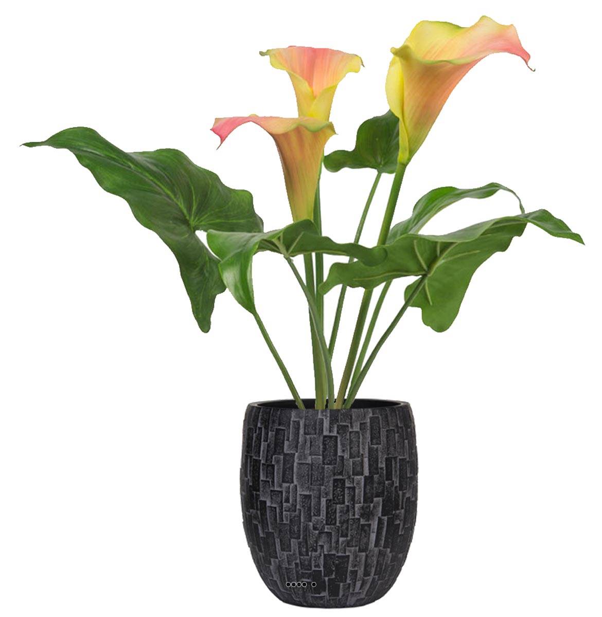 Fleurs de Calla lumineuses