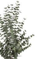 Eucalyptus cinerea artificiel en pot  H 110 cm, D 70 cm