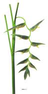 Branche d’Heliconia Equatorial, L 128 cm Vert - BEST