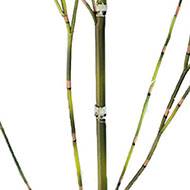Fausse canne de bambou H 105 cm