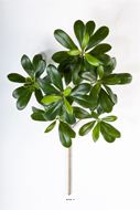 Branche de Pittisporum artificiel H 40 cm 66 feuilles