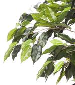 Ficus lianes artificiel luxe H 240 cm 3584 feuilles gros tronc en pot