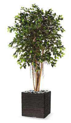 Ficus Retusa artificiel H 150 cm 1440 feuilles en pot