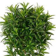 Croton Goldfinger reflexa factice H150 cm 1428 feuilles arbre en pot