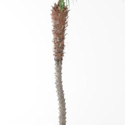 Palmier Phoenix Artificiel H 240 cm 1 tronc en pot > Dispo en semaine 45 (2020)
