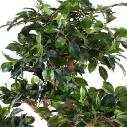 Bonsaï Ficus Artificiel H 80 cm D 77 cm en pot