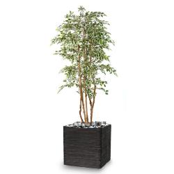 Ficus Natasja Artificiel multitroncs bois en pot H 180 cm Blanc-vert