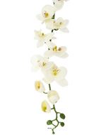 Orchidée en tige retombant H190cm 32 fleurons 5 boutons fermés PE Crème