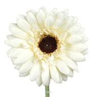 Gerbera artificiel H 55 cm D 10 cm superbe tête tissu Crème