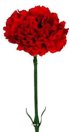 Oeillet artificiel H 55 cm superbe tête tissu D 8,50 cm Rouge
