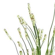 Isolepsis artificiel Herbe a ours H 70 cm crème