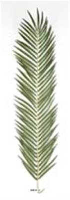 Feuille de Palmier Phoenix artificielle en tissu H 107 cm
