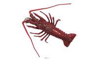 Langouste artificielle en Plastique souffl L 330x190 mm