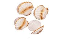 Coquille saint jacques artificielle X 4 en Plastique souffl D 120 mm