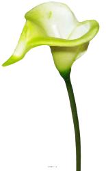 Arum calla fleur artificielle Verte H 42 cm Superbe