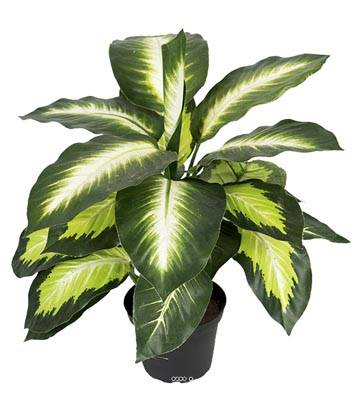 Dieffenbachia factice en pot H38cm feuilles tergal enduit superbe