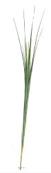 Isolepsis herbes folles Vert H 110 cm