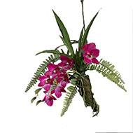 Orchidée Dendrobium en Latex sur branche à suspendre L50cm RoseSoutenu