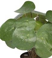 Plante Oreilles éléphant factice en pot H25cm D25cm feuilles tergal