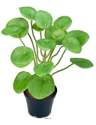 Plante Oreilles éléphant factice en pot H25cm D20cm feuille latex vert