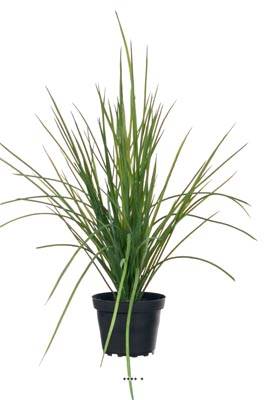 Herbe touffe artificielle en pot H 40 cm D 45 cm dense et aerienne