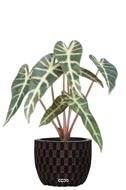 Alocasia artificiel, 7 grandes feuilles, en pot H 30 cm