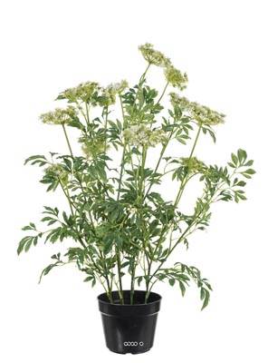 Trachelium fleuri artificiel en pot, H 100 cm, D 70 cm