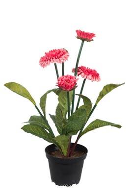Bellis perennis, paquerettes artificielles en pot H 30 cm Rose soutenu