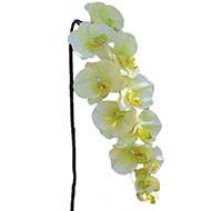 Superbe tige d'orchidée artificielle toucher réel 10 fleurons 110 cm Crème vert