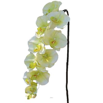 Superbe tige d'orchidée artificielle toucher réel 10 fleurons 110 cm Crème vert