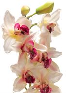 Grande orchidée artificielle en pot H 68 cm  Blanc rose