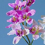 Grande orchidée artificielle en pot H 68 cm  Blanc rose