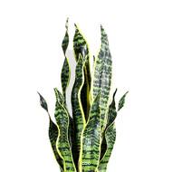 Sanseveria artificiel en pot H 65 cm en plastique vert-blanc
