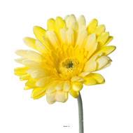 Gerbera artificiel, H 56 cm - D 11 cm superbe Jaune