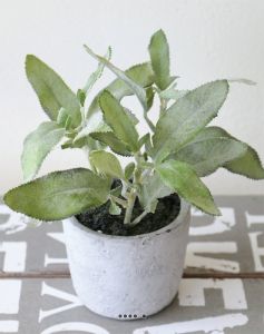 Herbe aromatique artificielle Sauge H 26cm