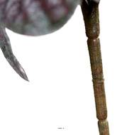 Peperomia artificiel Vert Pourpre 25 cm 35 feuilles plastique en piquet