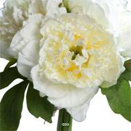 Bouquet de 3 Pivoines Crème épanouies factice Corde et feuillage H26cm